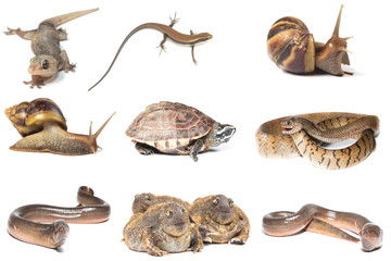 Collection of Animals isolate on white
