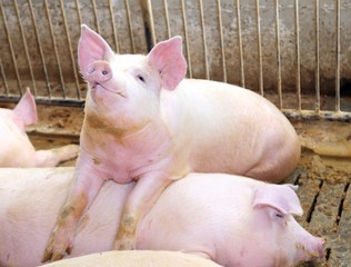 fat pig leaning over the back of another pig