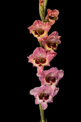 Fototapeta na wymiar Gladiolus Flowers. Beautiful gladiolus flowers isolated on black background.