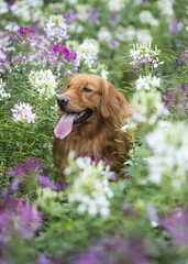 The cute golden retriever in the flowers