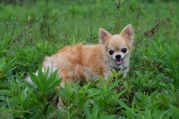 チワワ　お散歩