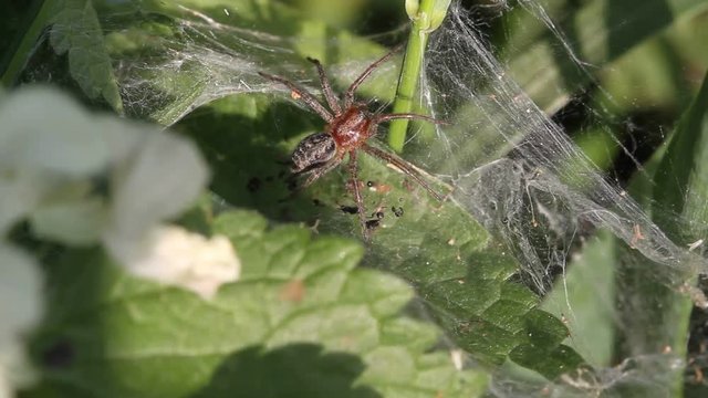 Spider in their net