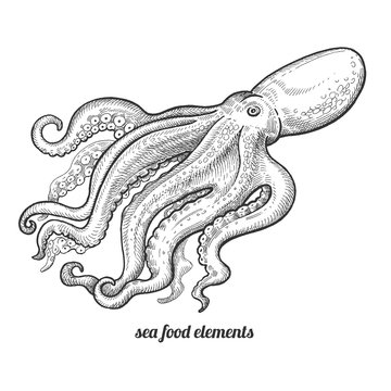Isolated image octopus on white background.
