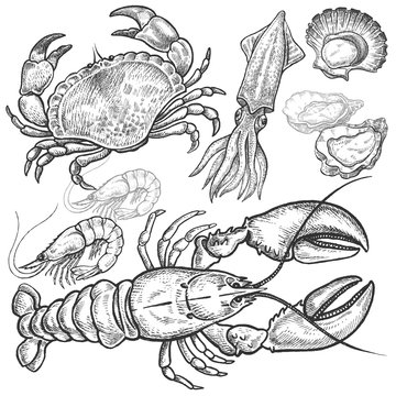 ÊSet hand drawings of seafood.