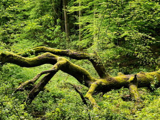 Vermodernder Eichenstamm, Umgestürzte Eiche