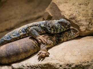 blue Spiny Lizard and one Gila Monster
