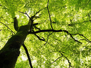 Buche im Fr&uuml;hling, Buchenstamm ragt zum Himmel