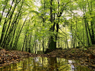 Laubwald spiegelt sich in Tümpel