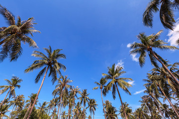 Naklejka na ściany i meble coconut palm tree group with blue sky background, summer theme