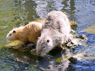 Nutria, schwimmend im Teich