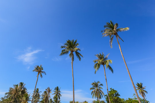 coconut palm tree group with blue sky background, as summer them
