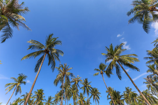 coconut palm tree group with blue sky background as summer theme