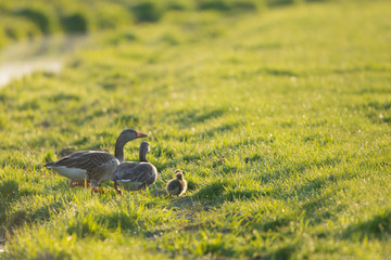 Gooses with goslings
