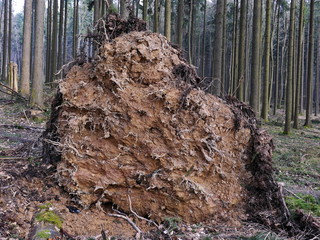 Sturmschaden, Windbruch an Fichte
