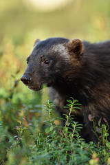 Wolverine portrait in forest.