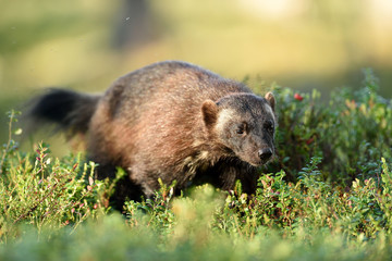 Wolverine in the sunny forest. Finland.