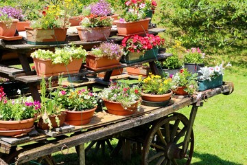 many pots of flowers in the meadow in the mountains