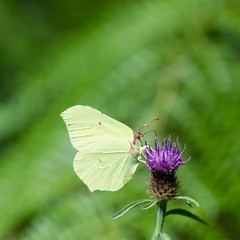Small white butterfly