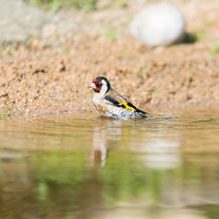 Bathing European goldfinch
