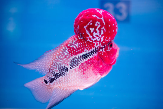 Flowerhorn Cichlid fish
