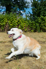 Blond Husky rescue dog