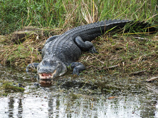 American Alligator