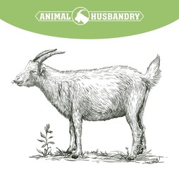 sketch of goat drawn by hand. livestock. animal grazing - 120451735