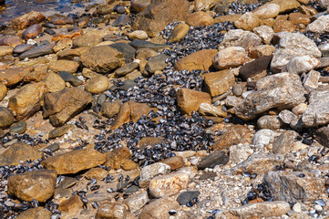 Clam and oyster seashells on stony beach