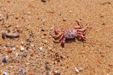 Death crab on beach close
