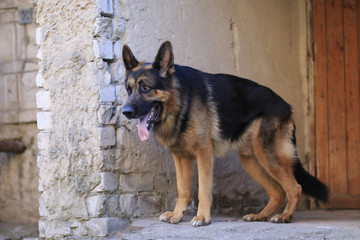German shepherd dog is guarding an important object