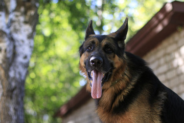 German shepherd dog is guarding an important object
