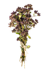 Flowers and Stems of Thyme