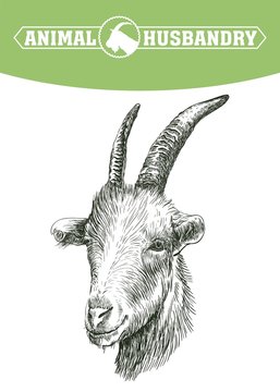 sketch of goat head drawn by hand. livestock. animal grazing