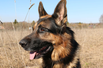 German shepherd dog in sunny autumn day