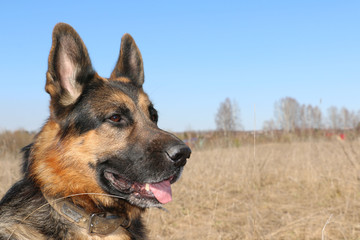 German shepherd dog in sunny autumn day