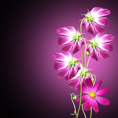 Beautiful summer background of pink and purple flowers 