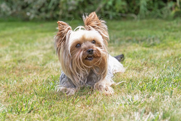 Front view of the Yorkshire Terrier lying on the lawn