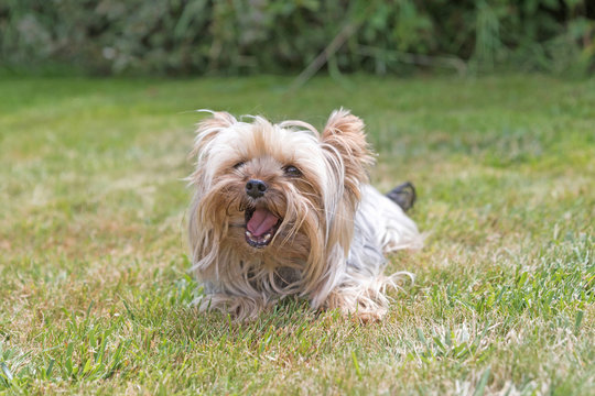 Front view of the Yorkshire Terrier lying on the lawn and is smiling at the camera