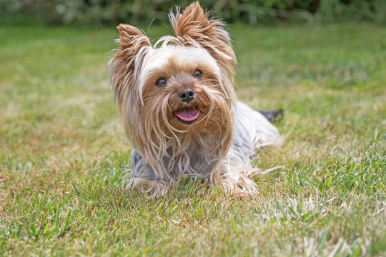 Closeup view of the Yorkshire Terrier looking at the camera with protruding tongue.