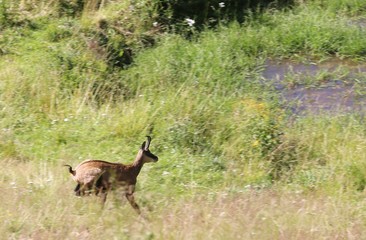 suede runs on the grass in the mountains