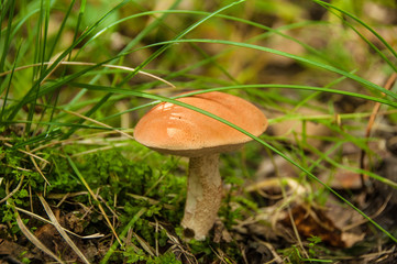 Осенний Подосиновик