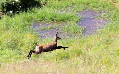 fast suede runs on the grass in the mountains