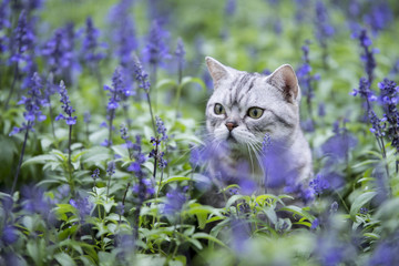 The cat lavender flowers
