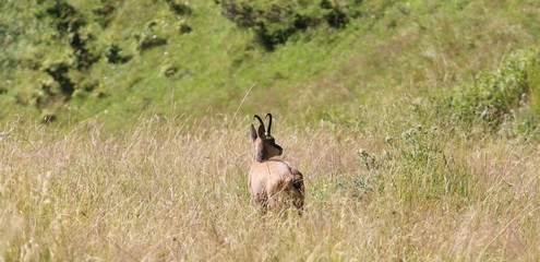 young suede in the tall grass in the mountains
