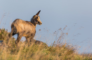 Chamois