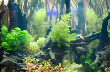  freshwater aquarium with green beautiful planted tropical