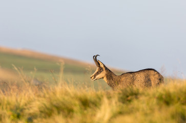 Chamois