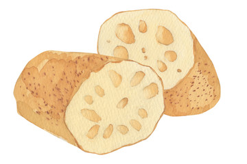 レンコン　水彩画