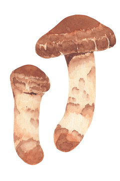 475 件の最適な 松茸のイラスト 画像 ストック写真 ベクター Adobe Stock