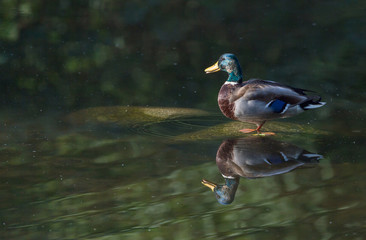 Canard colvert